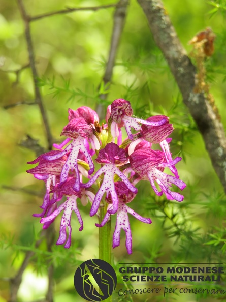 Ibrido Orchis purpurea x Orchis simia - Bioblitz 2020 #iorestoacasa - Andrea Gambarelli - BB2020-657.JPG