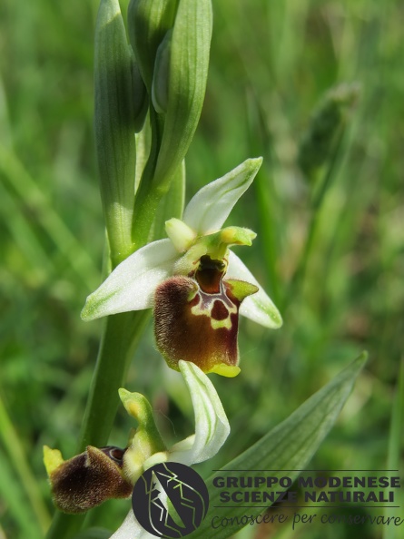 Ophrys appennina - Bioblitz 2020 #iorestoacasa - Andrea Gambarelli - BB2020-658.JPG