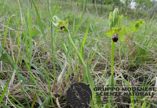 Ophrys fusca subsp. funerea - Bioblitz 2020 #iorestoacasa - Andrea Gambarelli - BB2020-660