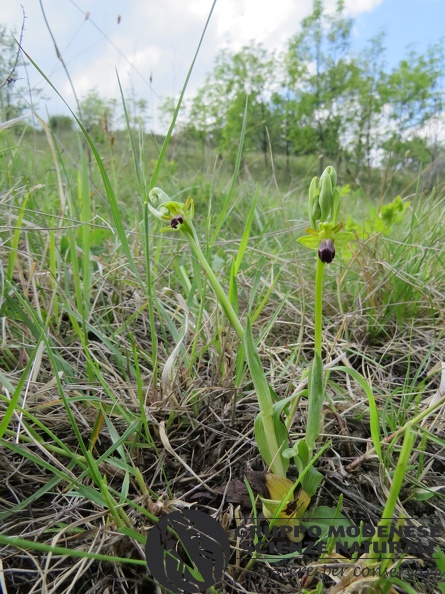 Ophrys fusca subsp. funerea - Bioblitz 2020 #iorestoacasa - Andrea Gambarelli - BB2020-660.JPG