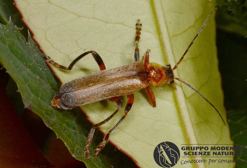 Cantharis livida cf - Bioblitz 2020 #iorestoacasa - Giancarlo Medici - BB2020-670.JPG