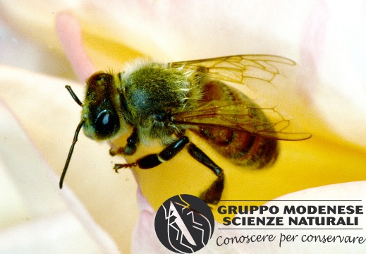 Apis mellifera - Bioblitz 2020 #iorestoacasa - Giancarlo Medici - BB2020-674