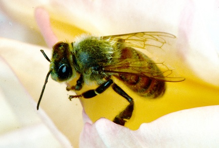 Apis mellifera - Bioblitz 2020 #iorestoacasa - Giancarlo Medici - BB2020-674 -- Sassuolo (MO), 24-26/4/2020