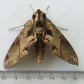 Altra Falena - Bioblitz 2020 #iorestoacasa - Dario Sonetti - BB2020-677