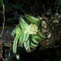 altra orchidea 2 - Bioblitz 2020 #iorestoacasa - Dario Sonetti - BB2020-679.JPEG