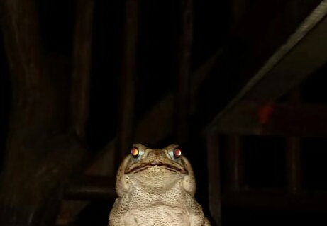Bufo marinus - Bioblitz 2020 #iorestoacasa - Dario Sonetti - BB2020-684