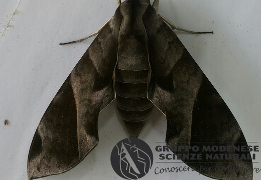 Falena gigante - Bioblitz 2020 #iorestoacasa - Dario Sonetti - BB2020-687