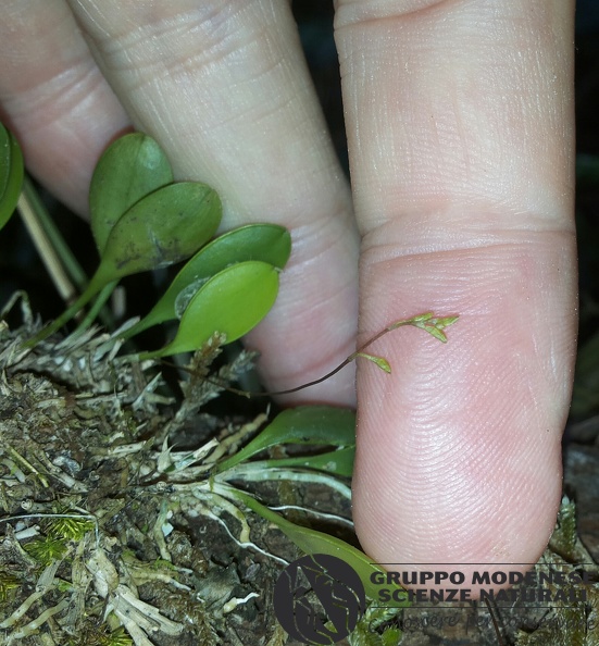 la più piccola orchidea - Bioblitz 2020 #iorestoacasa - Dario Sonetti - BB2020-689.jpg
