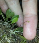 la più piccola orchidea - Bioblitz 2020 #iorestoacasa - Dario Sonetti - BB2020-689