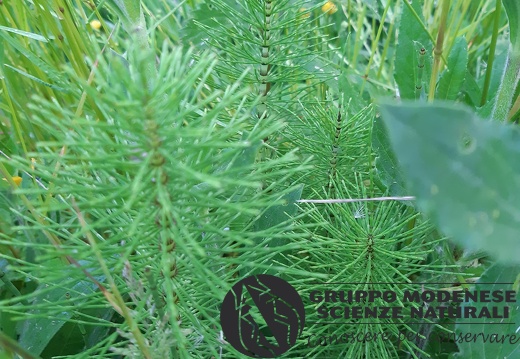 Equisetum - Bioblitz 2020 #iorestoacasa - Rita Ronchetti - BB2020-697