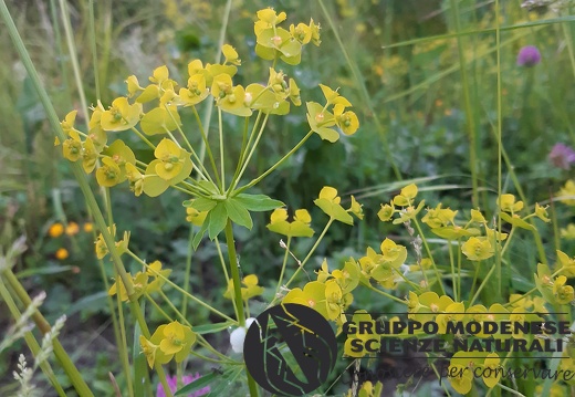 Euphorbia cyparissia - Bioblitz 2020 #iorestoacasa - Rita Ronchetti - BB2020-700