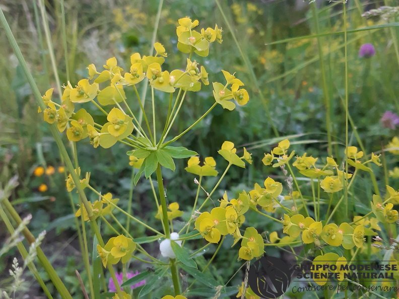 Euphorbia cyparissia - Bioblitz 2020 #iorestoacasa - Rita Ronchetti - BB2020-700