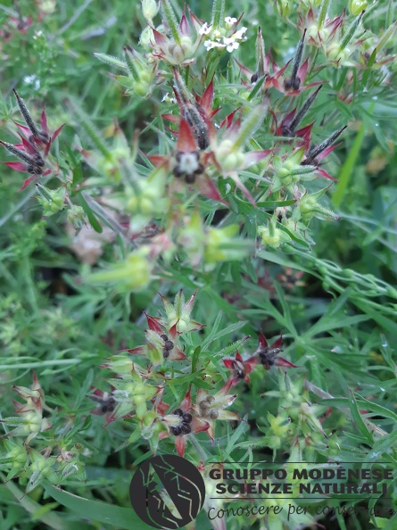 Geranium sylvaticum - Bioblitz 2020 #iorestoacasa - Rita Ronchetti - BB2020-698 - Geranium sylvaticum - Bioblitz 2020 #iorestoacasa - Rita Ronchetti - BB2020-698.jpg Geranium sylvaticum - Bioblitz 2020 #iorestoacasa - Rita Ronchetti - BB2020-698.jpg