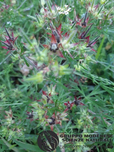 Geranium sylvaticum - Bioblitz 2020 #iorestoacasa - Rita Ronchetti - BB2020-698.jpg