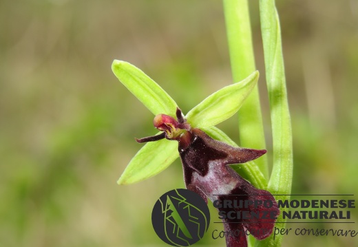 Ophrys insectifera (1) - Bioblitz 2020 #iorestoacasa - Andrea Gambarelli - BB2020-706