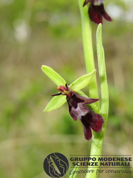 Ophrys insectifera (1) - Bioblitz 2020 #iorestoacasa - Andrea Gambarelli - BB2020-706.JPG