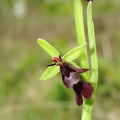Ophrys insectifera (1) - Bioblitz 2020 #iorestoacasa - Andrea Gambarelli - BB2020-706