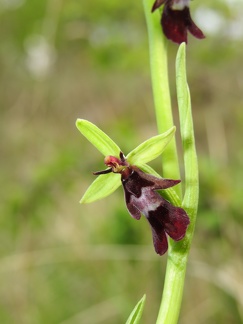 Ophrys insectifera (1) - Bioblitz 2020 #iorestoacasa - Andrea Gambarelli - BB2020-706 -- Colline reggiane (RE), aprile 2020