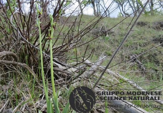 Ophrys insectifera (2) - Bioblitz 2020 #iorestoacasa - Andrea Gambarelli - BB2020-710
