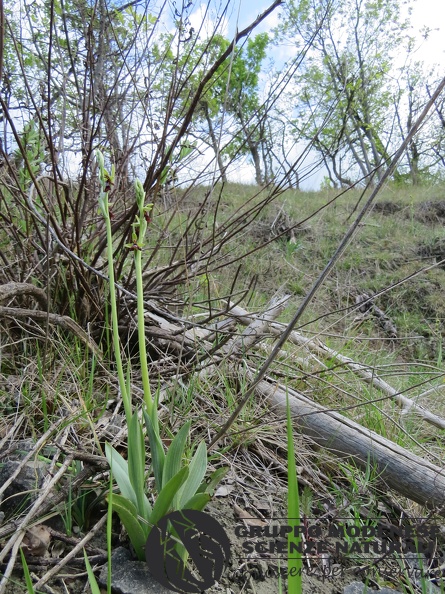 Ophrys insectifera (2) - Bioblitz 2020 #iorestoacasa - Andrea Gambarelli - BB2020-710.JPG