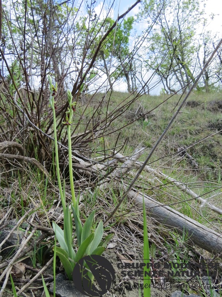 Colline reggiane (RE), aprile 2020 Ophrys insectifera (2) - Bioblitz 2020 #iorestoacasa - Andrea Gambarelli - BB2020-710.JPG