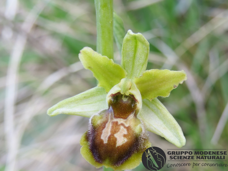 Ophrys sphegodes - Bioblitz 2020 #iorestoacasa - Andrea Gambarelli - BB2020-705