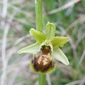 Ophrys sphegodes - Bioblitz 2020 #iorestoacasa - Andrea Gambarelli - BB2020-705