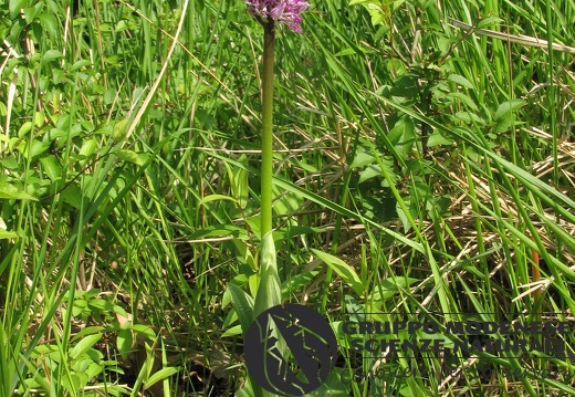 Orchis simia - Bioblitz 2020 #iorestoacasa - Andrea Gambarelli - BB2020-707