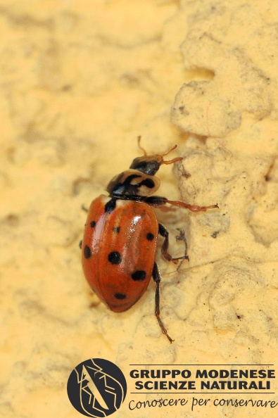 C_Hippodamia variegata (Coccinellidae) - Bioblitz 2020 #iorestoacasa - Franziska Barbieri - BB2020-728.JPG