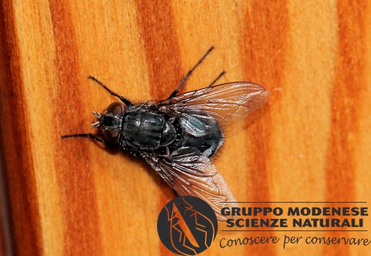 D Calliphoridae - Bioblitz 2020 #iorestoacasa - Franziska Barbieri - BB2020-727