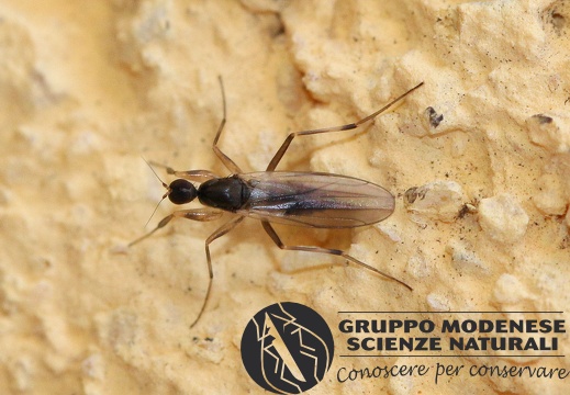 D Tachypeza sp. (Hybotidae) - Bioblitz 2020 #iorestoacasa - Franziska Barbieri - BB2020-725
