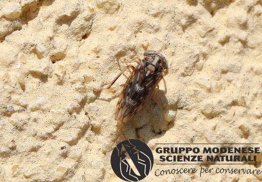 H Stenidiocerus poecilus (Cicadellidae idiocerinae) - Bioblitz 2020 #iorestoacasa - Franziska Barbieri - BB2020-724