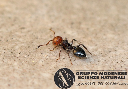 I Crematogaster scutellaris (Formicidae) - Bioblitz 2020 #iorestoacasa - Franziska Barbieri - BB2020-723