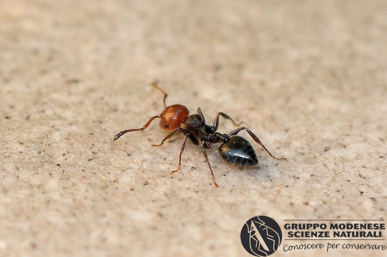 I_Crematogaster scutellaris (Formicidae) - Bioblitz 2020 #iorestoacasa - Franziska Barbieri - BB2020-723.JPG