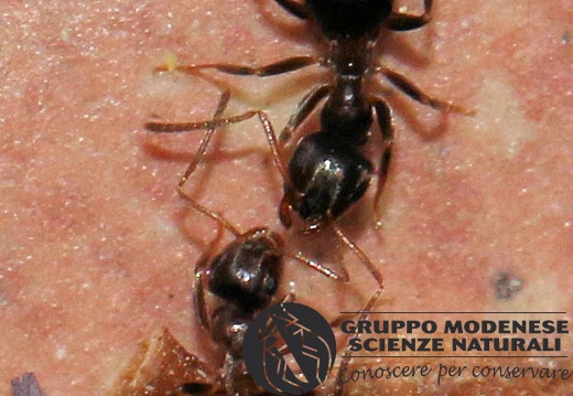 I Formicidae - Bioblitz 2020 #iorestoacasa - Franziska Barbieri - BB2020-722