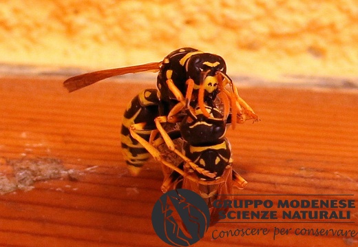 I Polistes dominula (Vespidae) - Bioblitz 2020 #iorestoacasa - Franziska Barbieri - BB2020-721