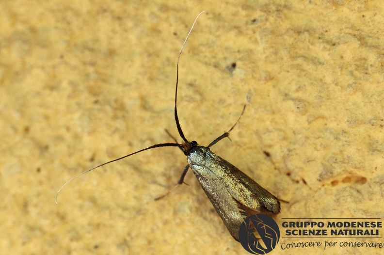 L_Adela reaumurella (Adelidae) - Bioblitz 2020 #iorestoacasa - Franziska Barbieri - BB2020-720.JPG