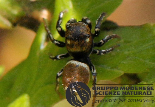 R Heliophanus tribulosus masch. (Salticidae) - Bioblitz 2020 #iorestoacasa - Franziska Barbieri - BB2020-717