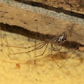 R Holocnemus pluchei (Pholcidae) CMt 2020 04 24 - Bioblitz 2020 #iorestoacasa - Franziska Barbieri - BB2020-716