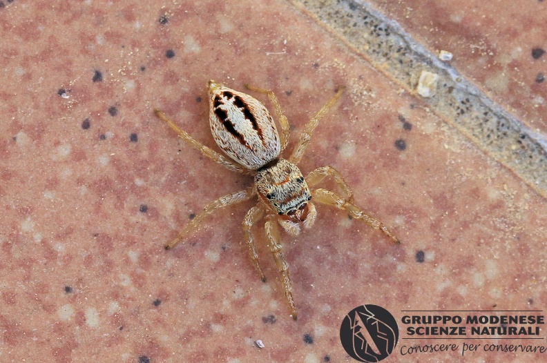 R_Icius sp. (Salticidae) CMt 2020_04_24 - Bioblitz 2020 #iorestoacasa - Franziska Barbieri - BB2020-715.JPG