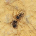 R Oecobius maculatus (Oecobiidae) CMt 2020 04 24 - Bioblitz 2020 #iorestoacasa - Franziska Barbieri - BB2020-714