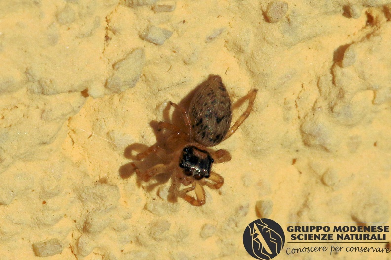 R_Salticidae - Bioblitz 2020 #iorestoacasa - Franziska Barbieri - BB2020-712.JPG