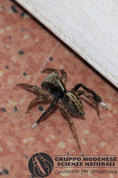 R_Saitis barbipes masch.  (Salticidae)  - Bioblitz 2020 #iorestoacasa - Franziska Barbieri - BB2020-763.JPG