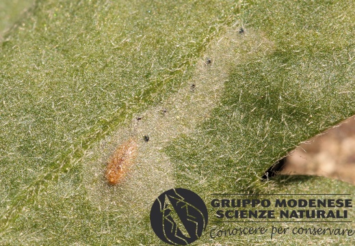 D larva di dittero Agromyzidae  - Bioblitz 2020 #iorestoacasa - Franziska Barbieri - BB2020-769