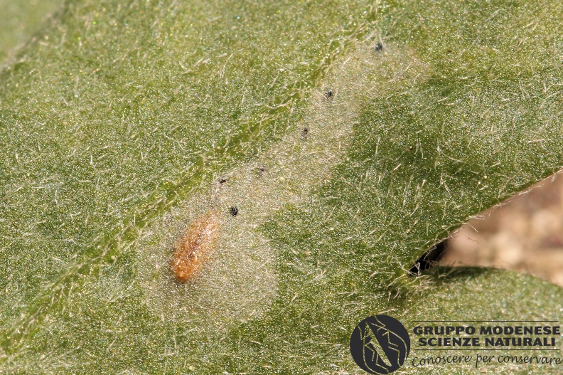 D_larva di dittero Agromyzidae  - Bioblitz 2020 #iorestoacasa - Franziska Barbieri - BB2020-769.JPG
