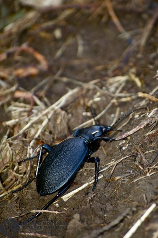 Carabus (Procrustes) coriaceus