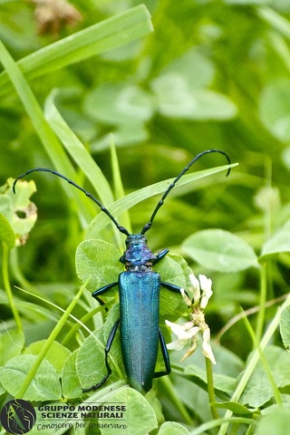 Aromia moschata