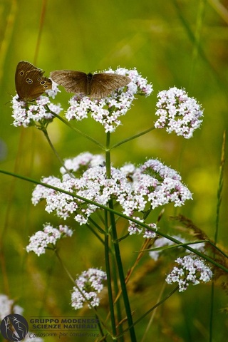 Aphantopus hyperantus