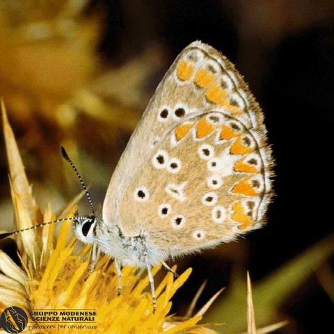 Polyommatus coridon 