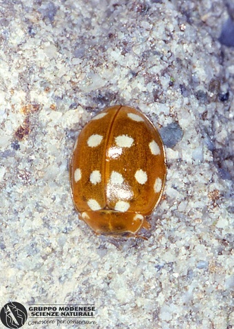 ordine: Coleoptera
famiglia: Coccinellidae
nome scientifico: Calvia 14-guttata
data e località: Corno alle Scale Park, Bologna Province, Emilia Romagna, Italy
commento: CBRIZ0447.jpg